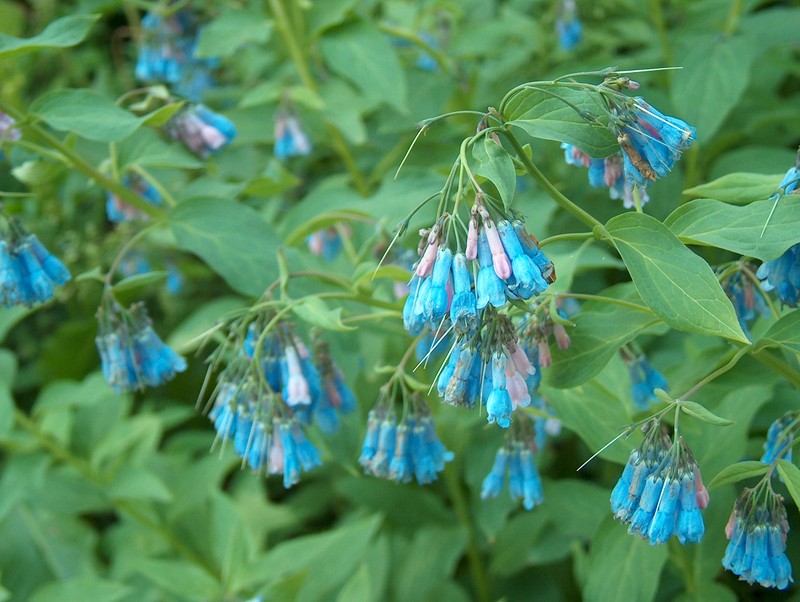 Mertensia sibirica