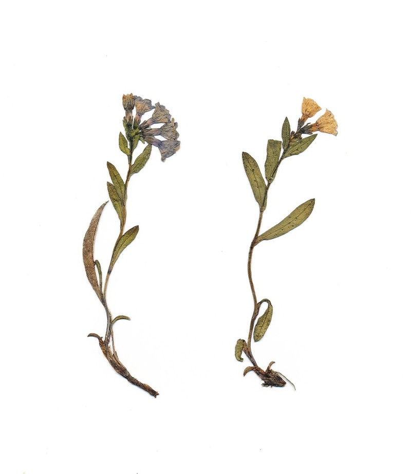Mertensia sibirica photo 2
