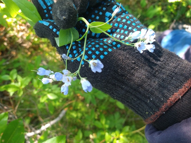 Mertensia sibirica photo 4