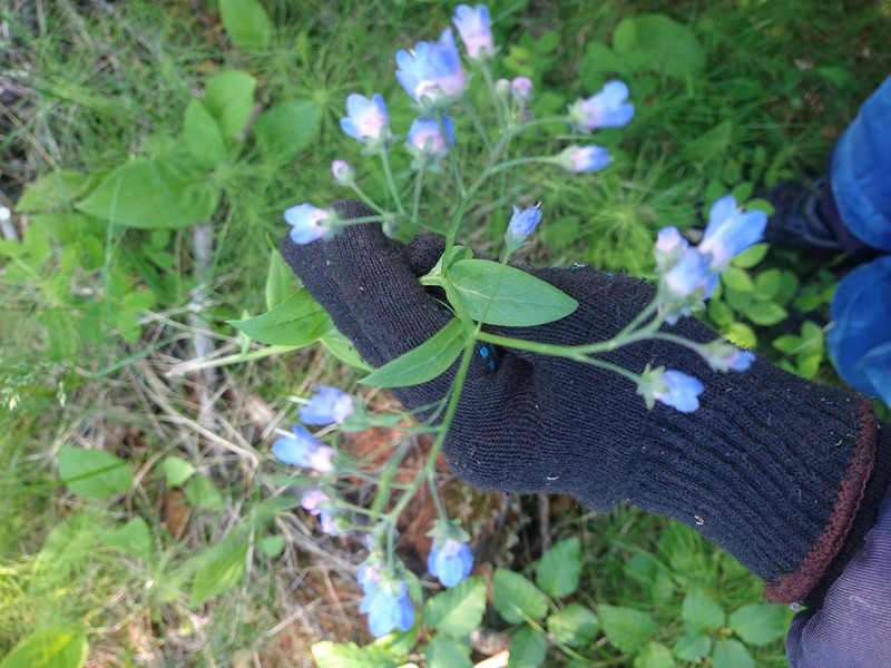 Mertensia sibirica photo 5
