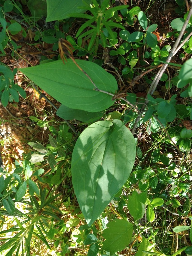Mertensia sibirica photo 6