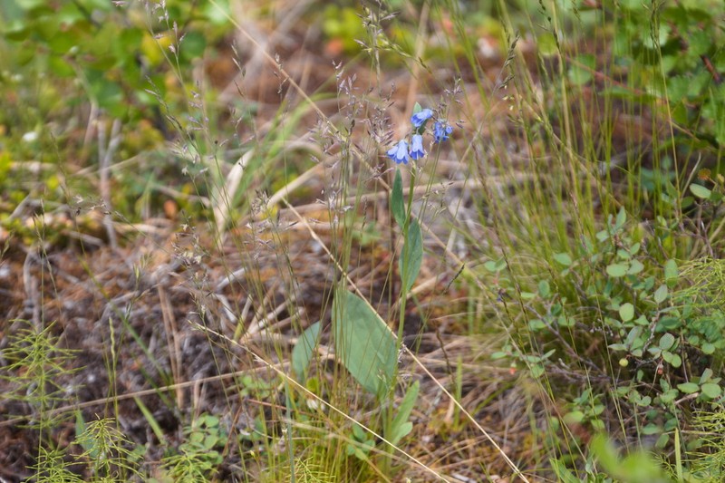 Mertensia sibirica photo 7