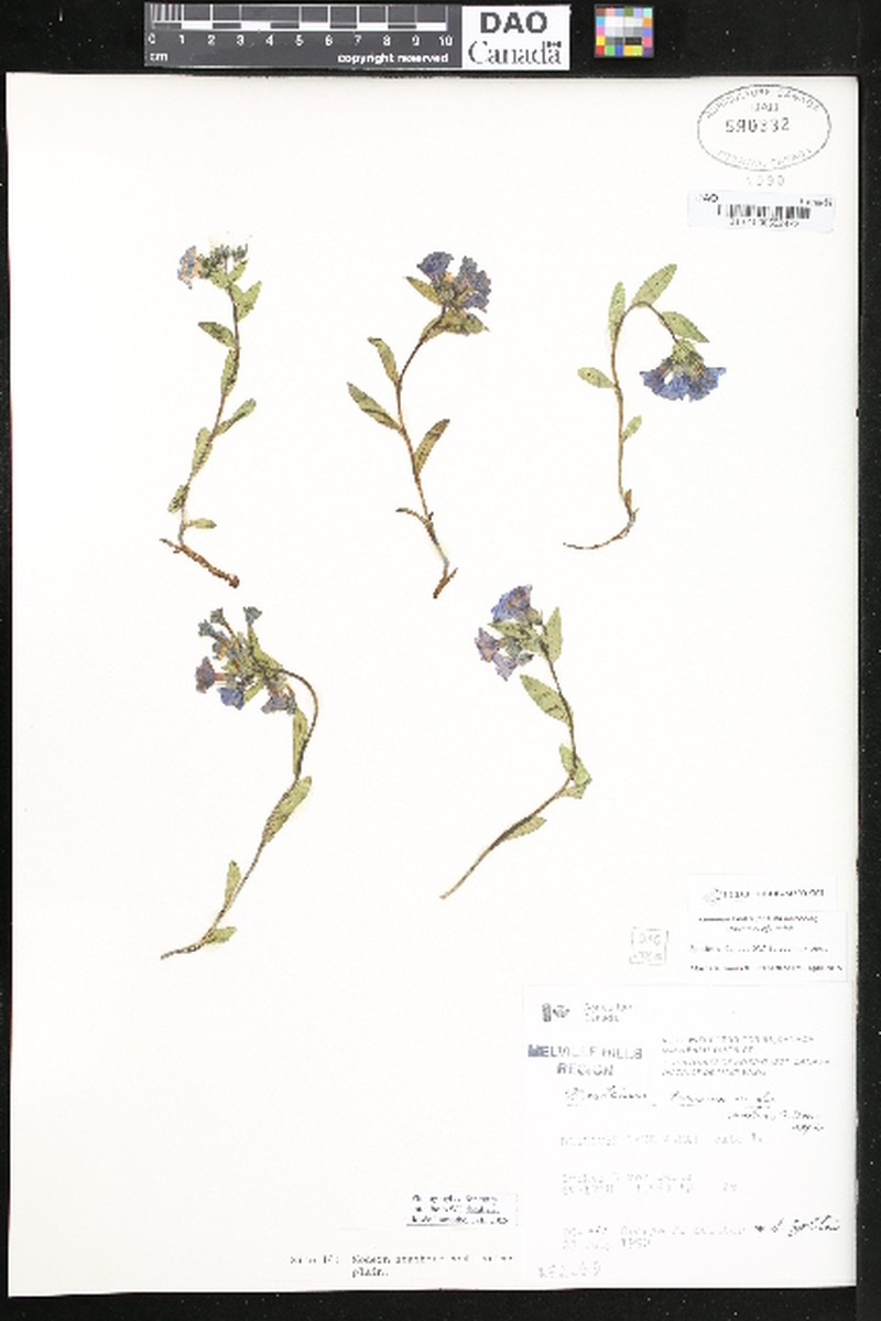 Drummond's Bluebells photo 2