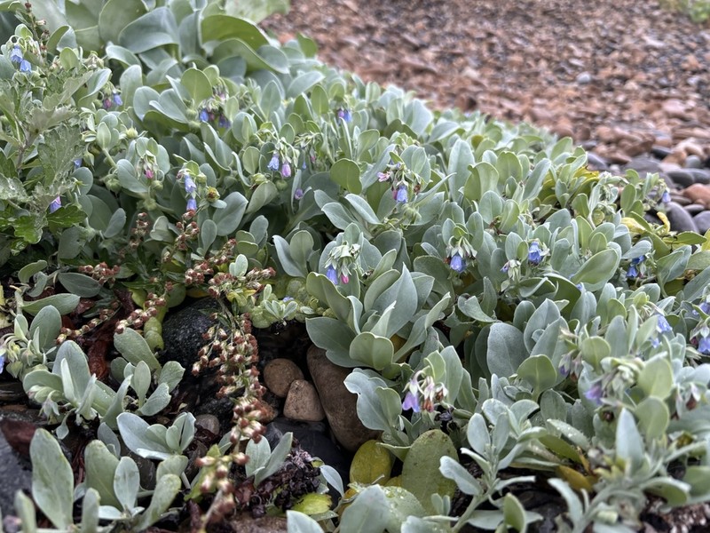 Mertensia simplicissima photo 2