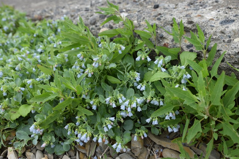 Mertensia simplicissima photo 3