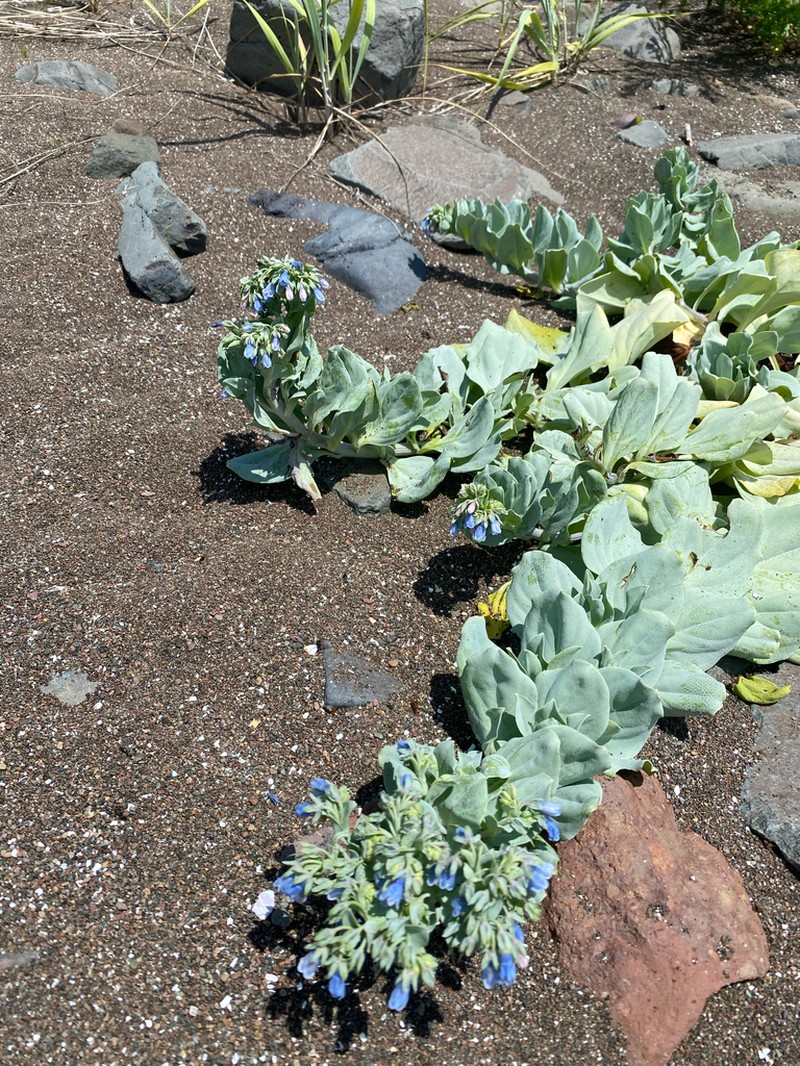 Mertensia simplicissima photo 4