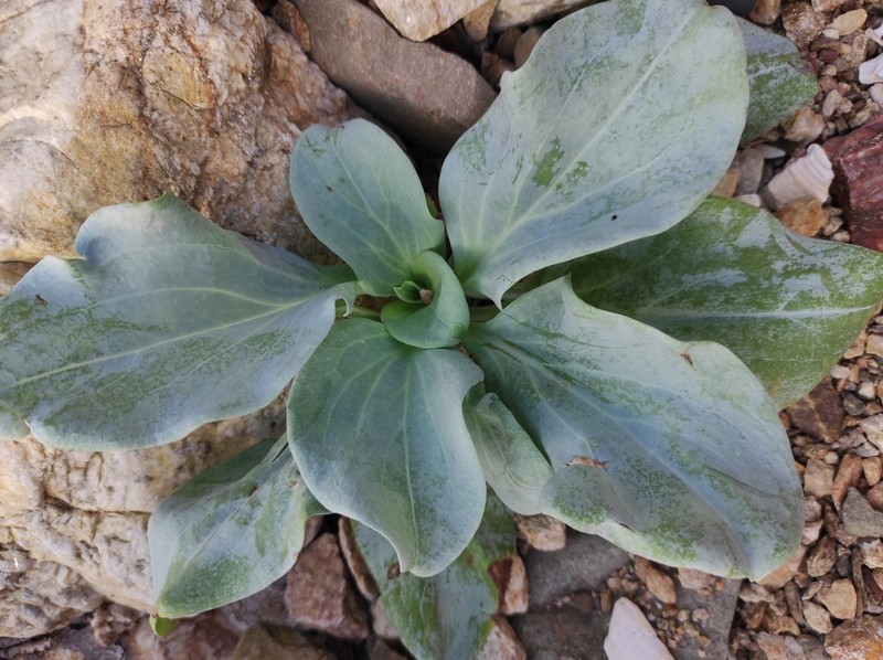 Mertensia simplicissima photo 5