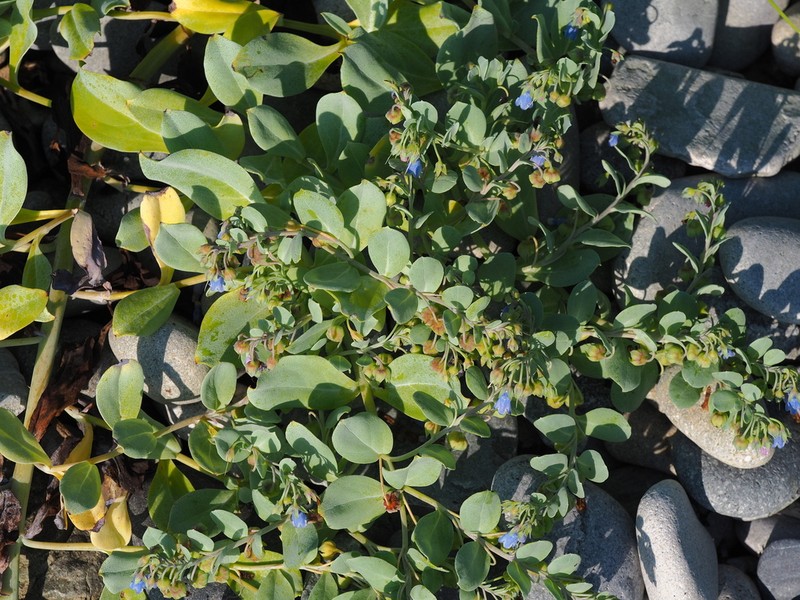 Mertensia simplicissima photo 6