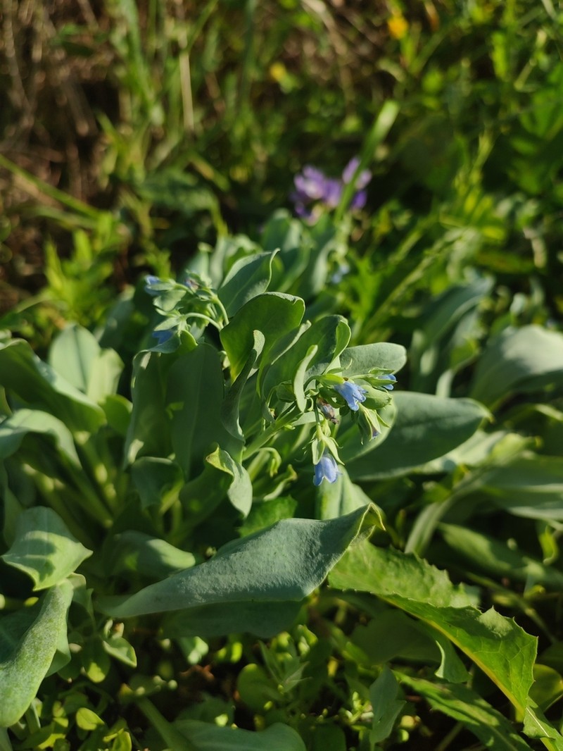 Mertensia simplicissima photo 7
