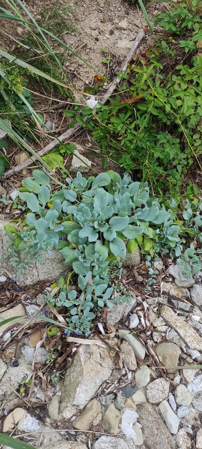 Mertensia simplicissima photo 8