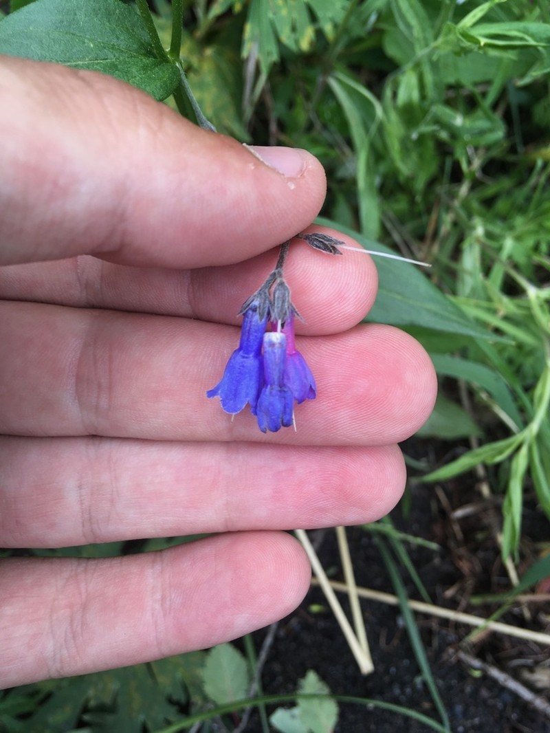 Mertensia stylosa