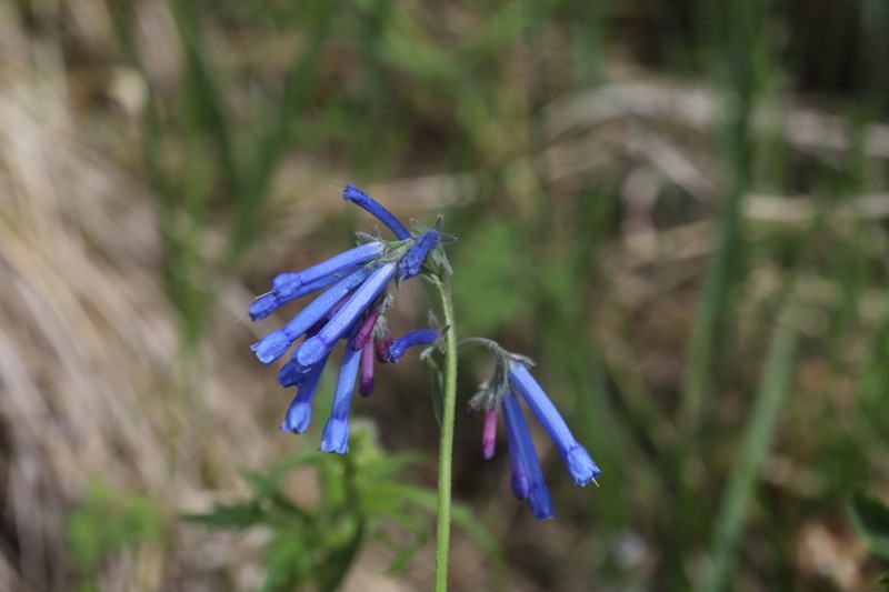 Mertensia stylosa photo 2