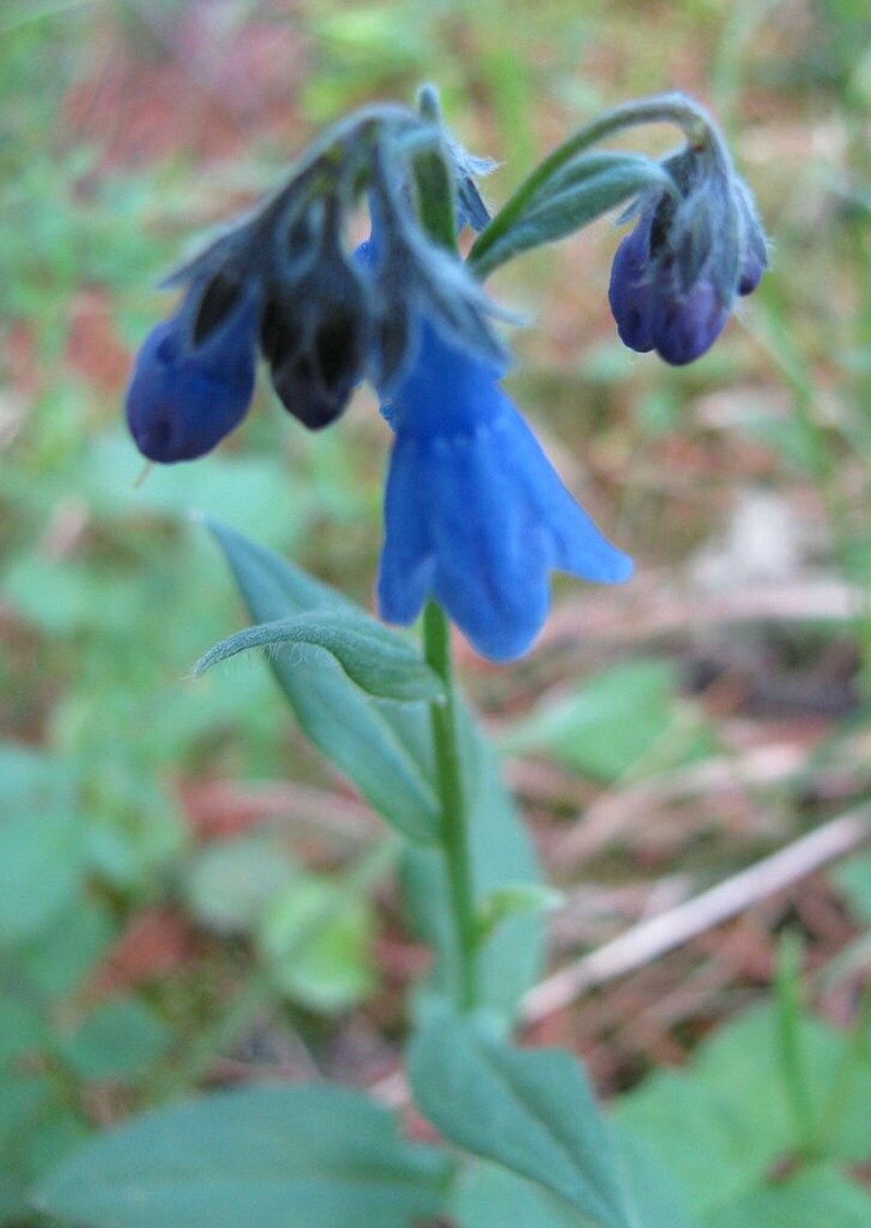 Mertensia stylosa photo 5
