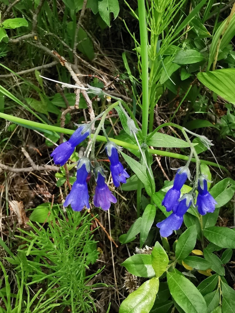 Mertensia stylosa photo 6