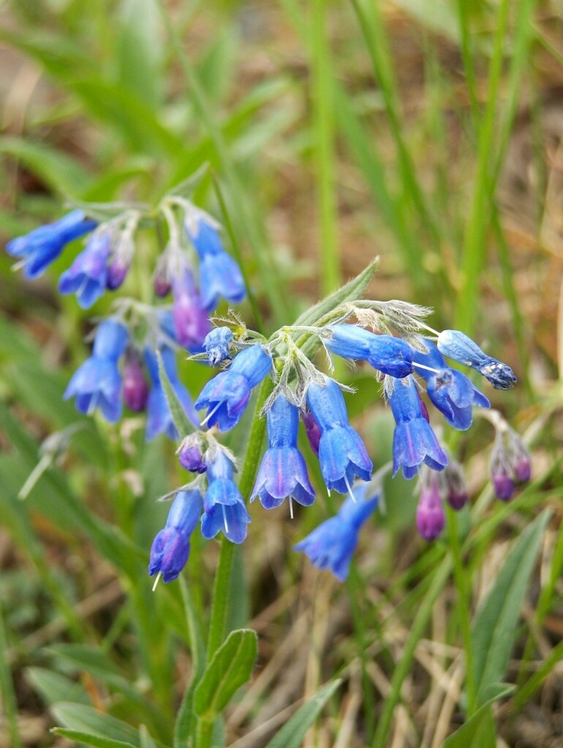 Mertensia stylosa photo 7