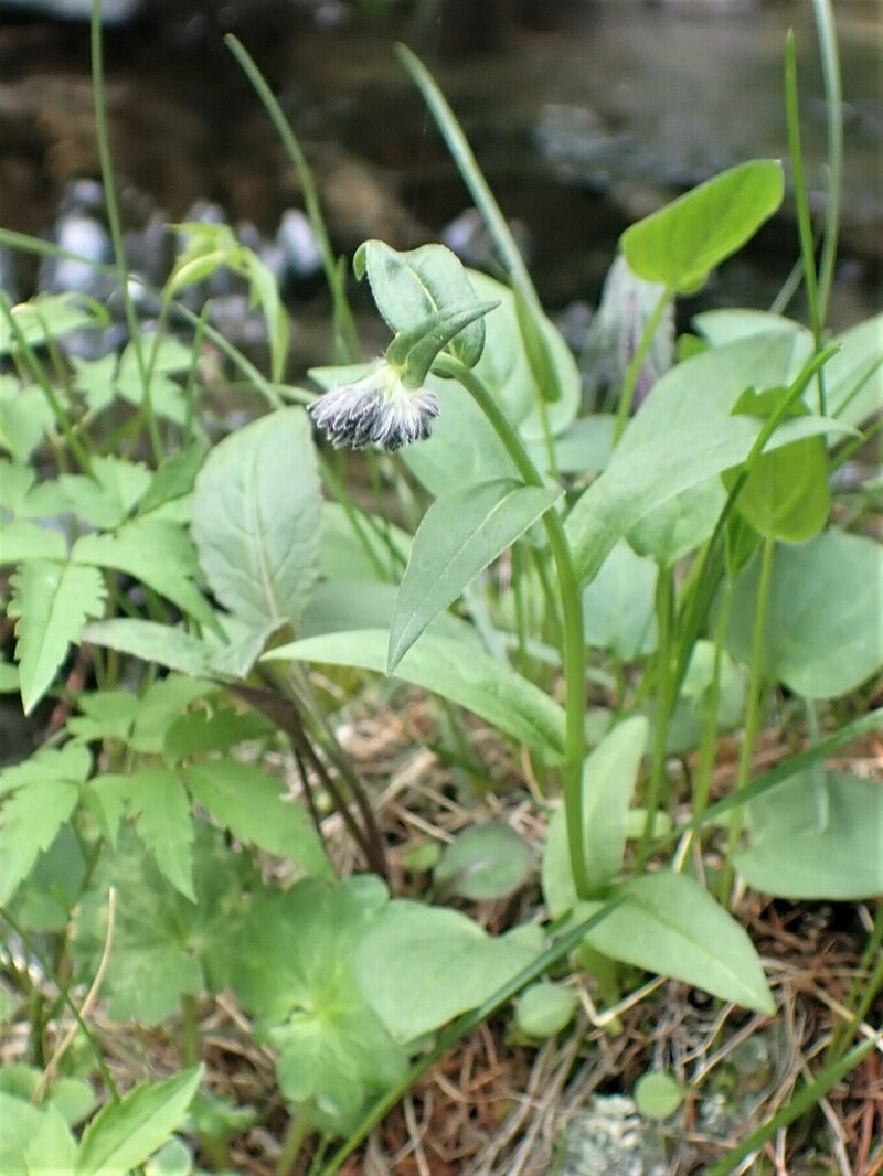 Mertensia stylosa photo 8