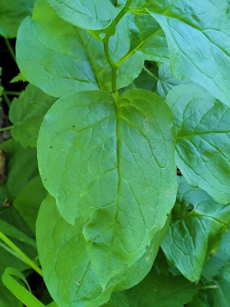 Mertensia subcordata