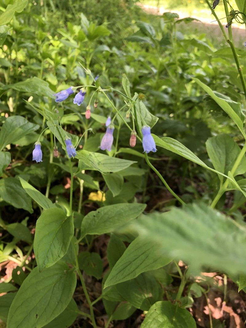 Mertensia subcordata photo 2