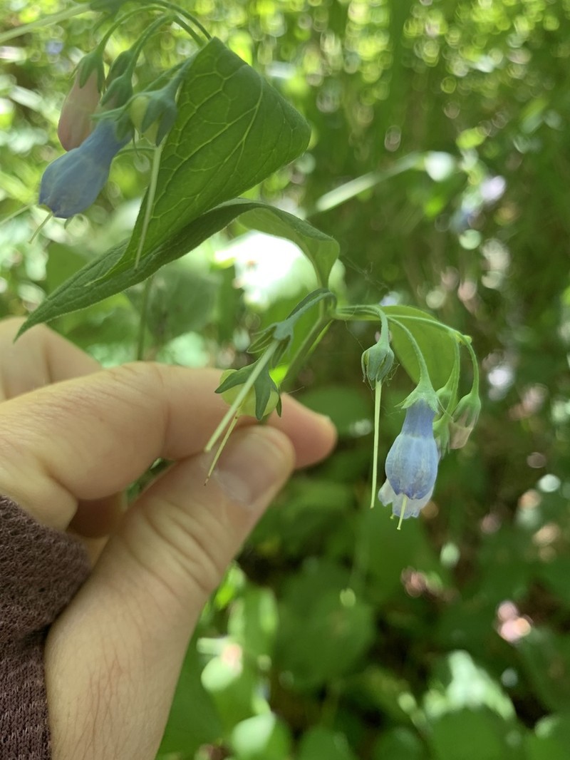 Mertensia subcordata photo 3
