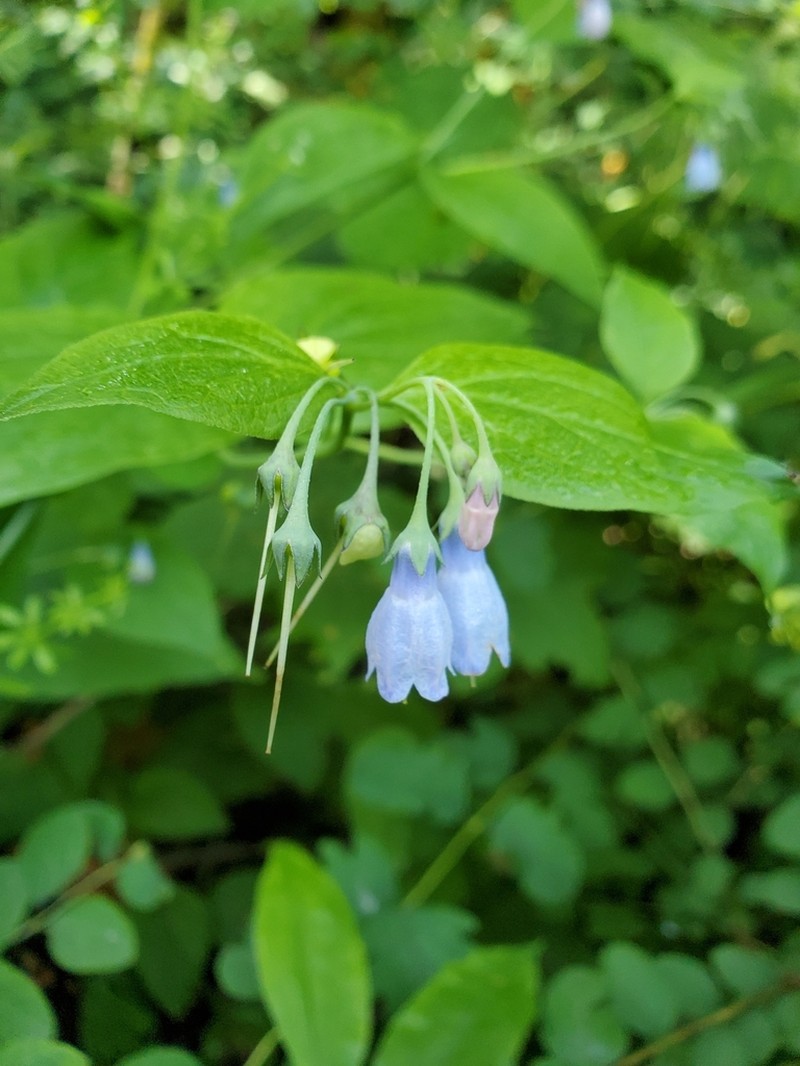 Mertensia subcordata photo 5