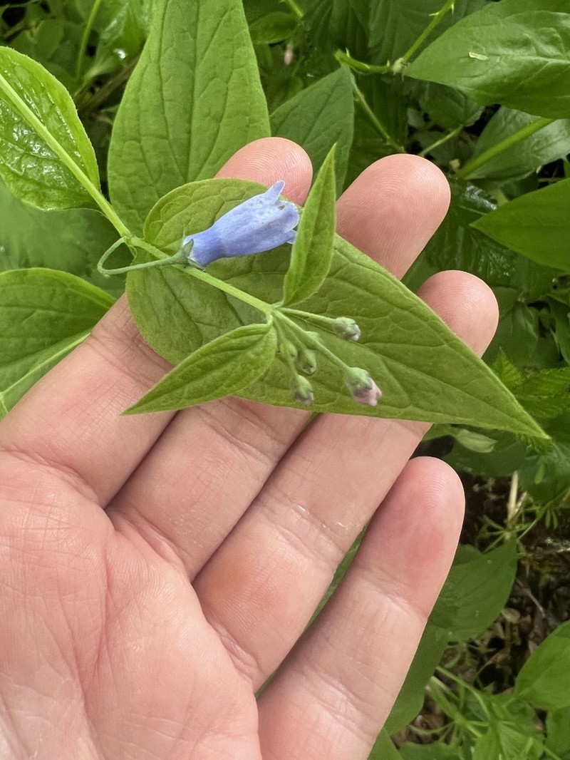 Mertensia subcordata photo 6