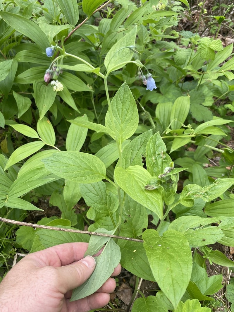 Mertensia subcordata photo 7
