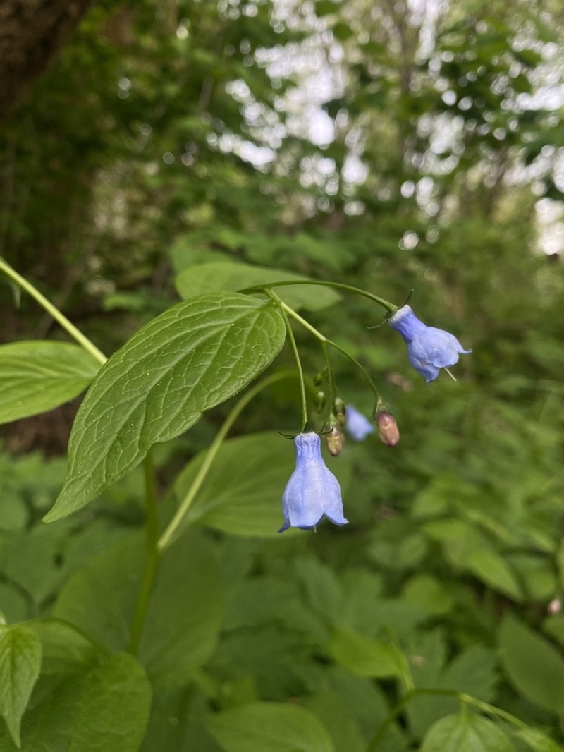 Mertensia subcordata photo 8