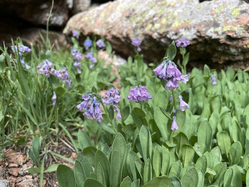 Mertensia tweedyi