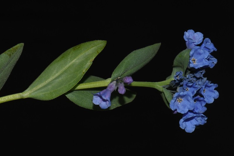 Mertensia tweedyi photo 2