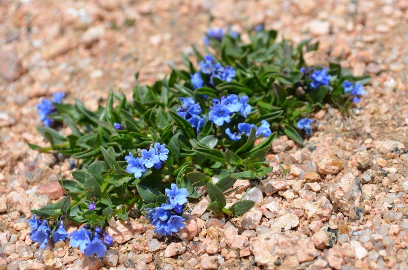 Mertensia tweedyi photo 3