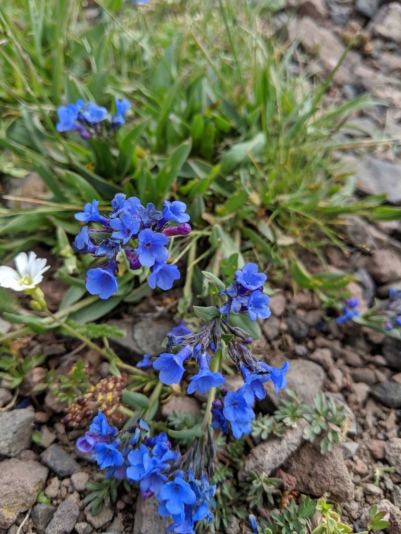 Mertensia tweedyi photo 4