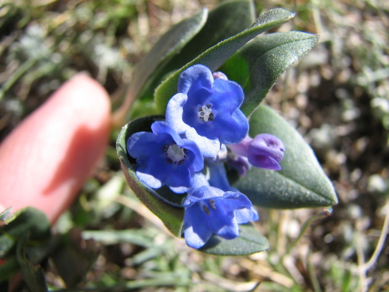 Mertensia tweedyi photo 5