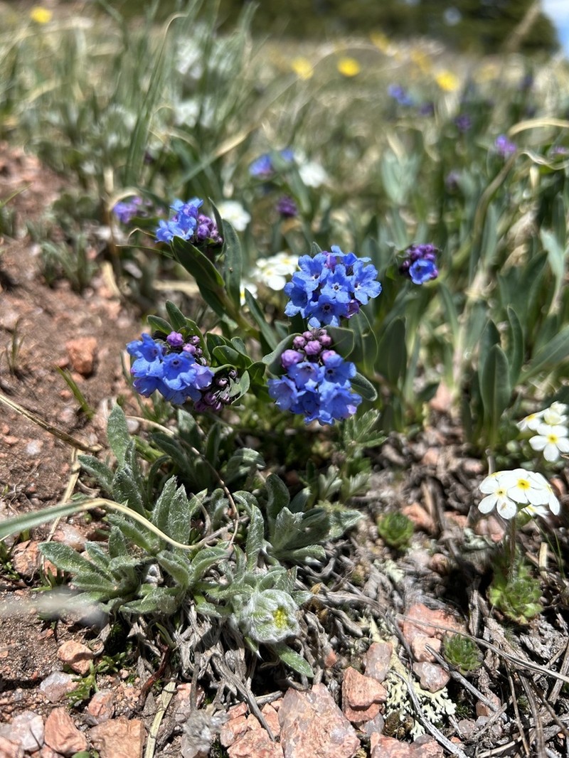 Mertensia tweedyi photo 6