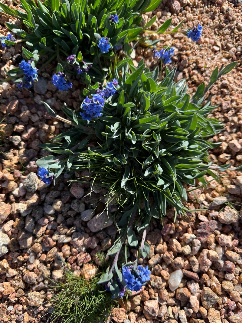 Mertensia tweedyi photo 7