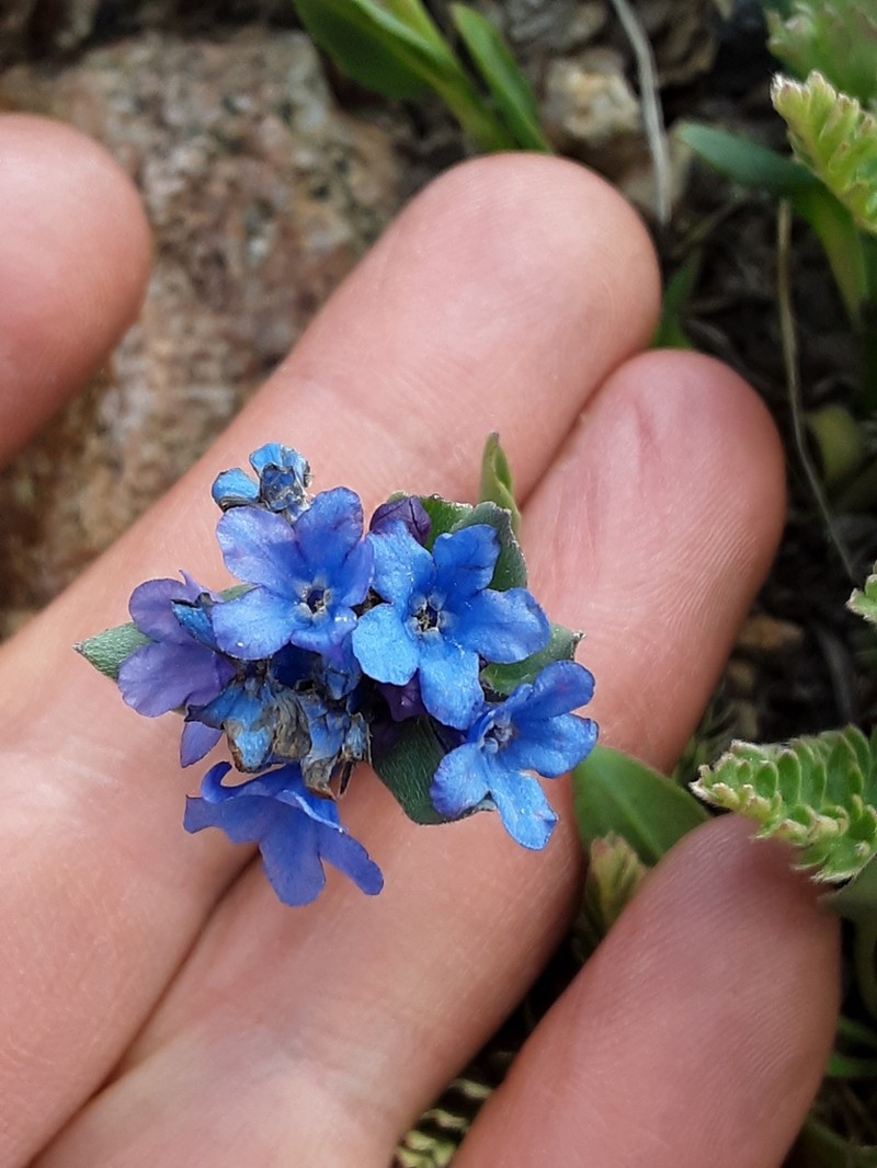 Mertensia tweedyi photo 8