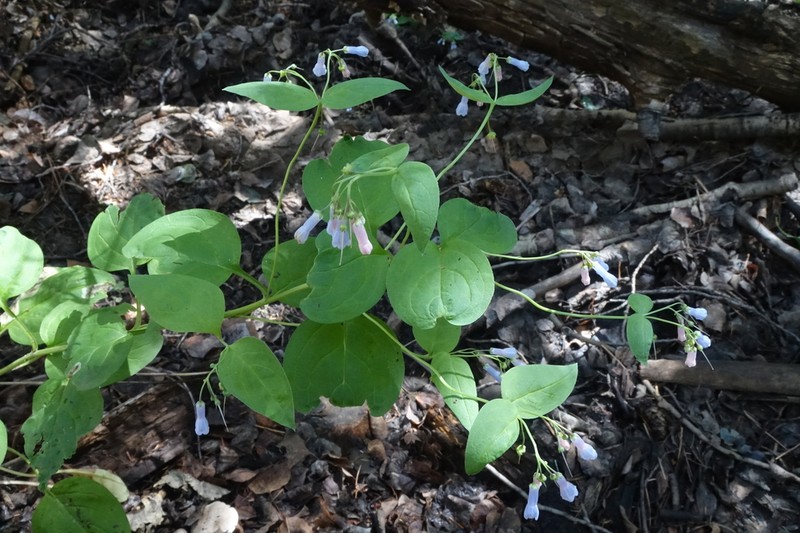 Shade Bluebells photo 2
