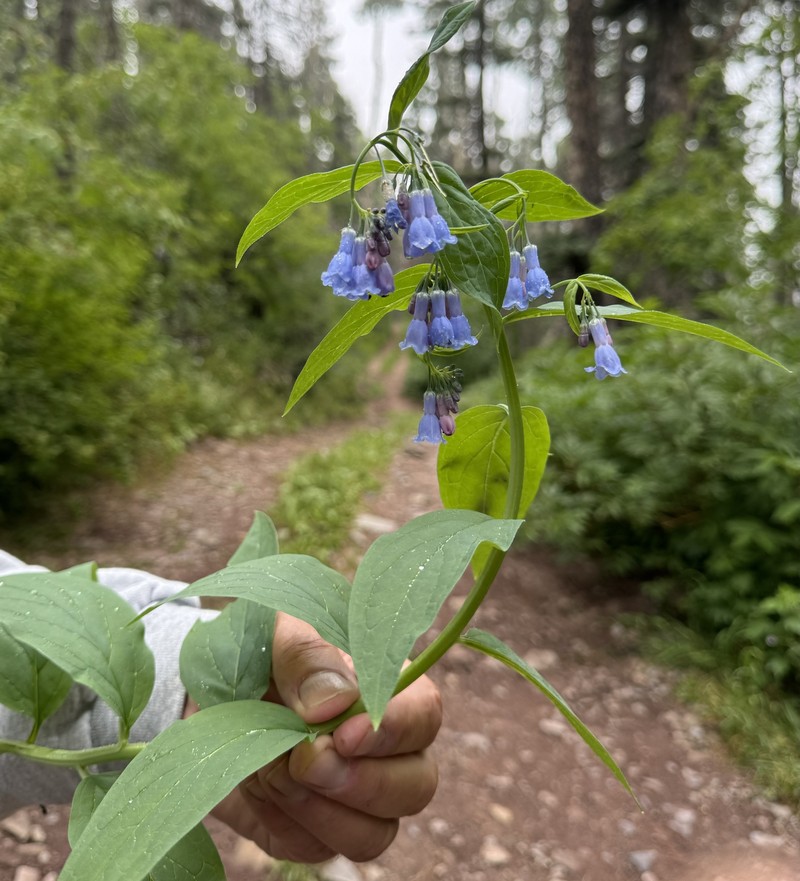 Shade Bluebells photo 4