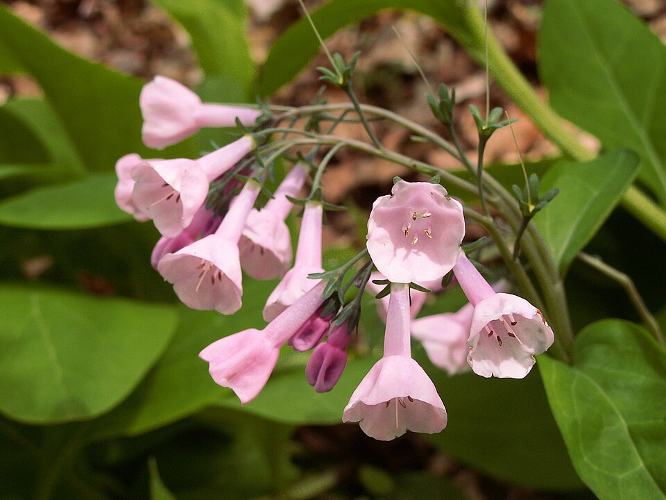 Virginia Bluebells photo 3