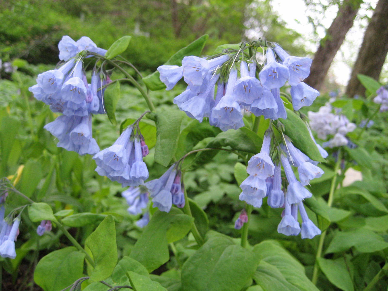 Virginia Bluebells photo 5