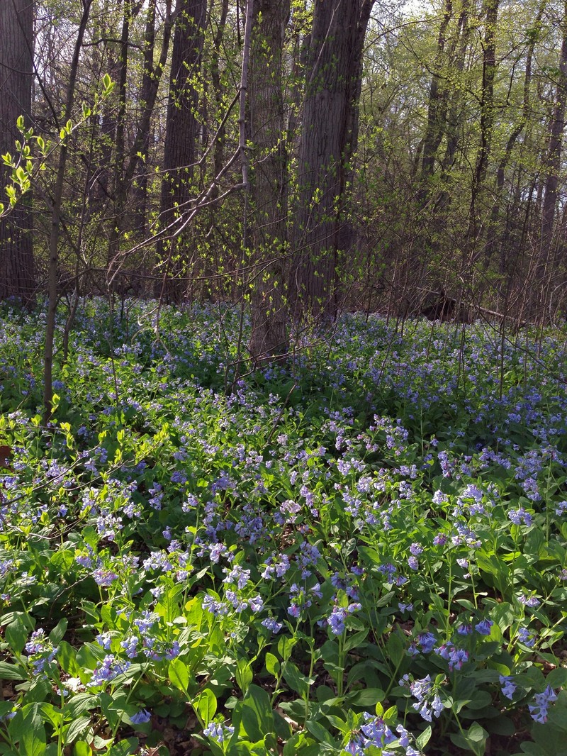 Virginia Bluebells photo 4