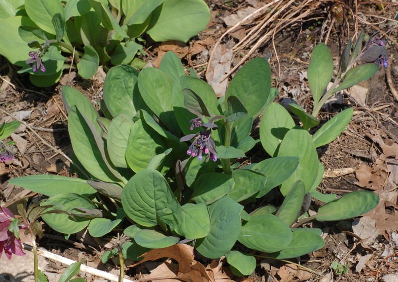 Virginia Bluebells photo 8