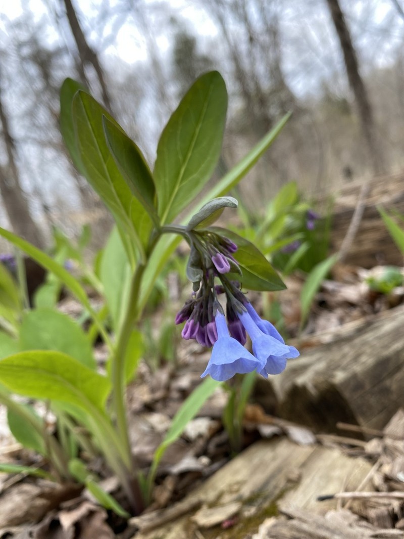 Virginia Bluebells photo 7