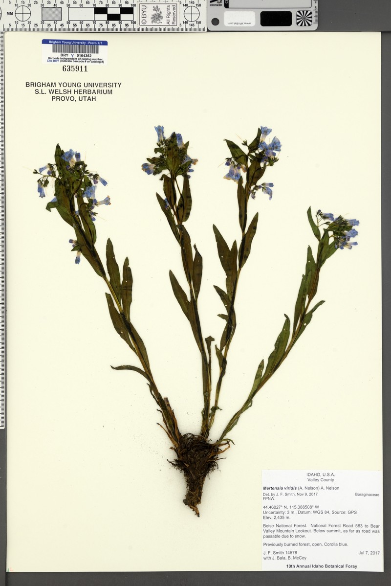Mertensia viridis