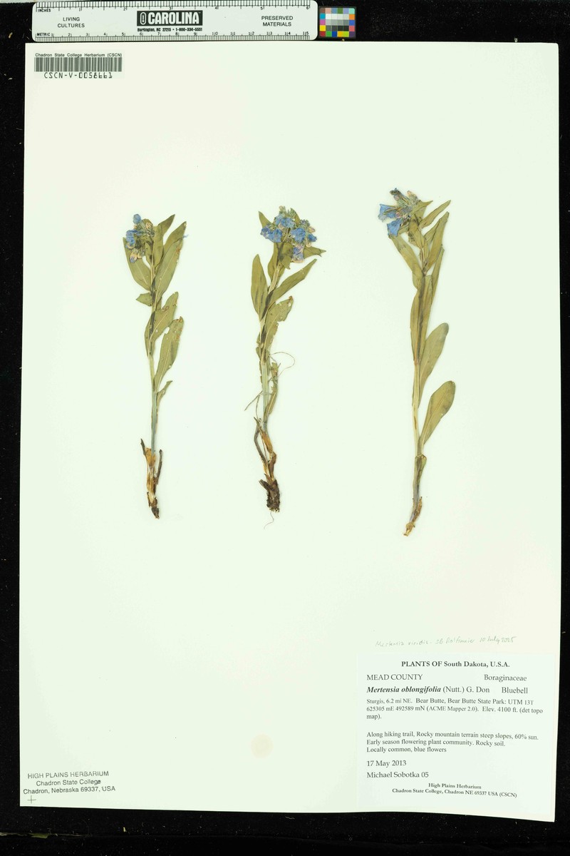 Mertensia viridis photo 2