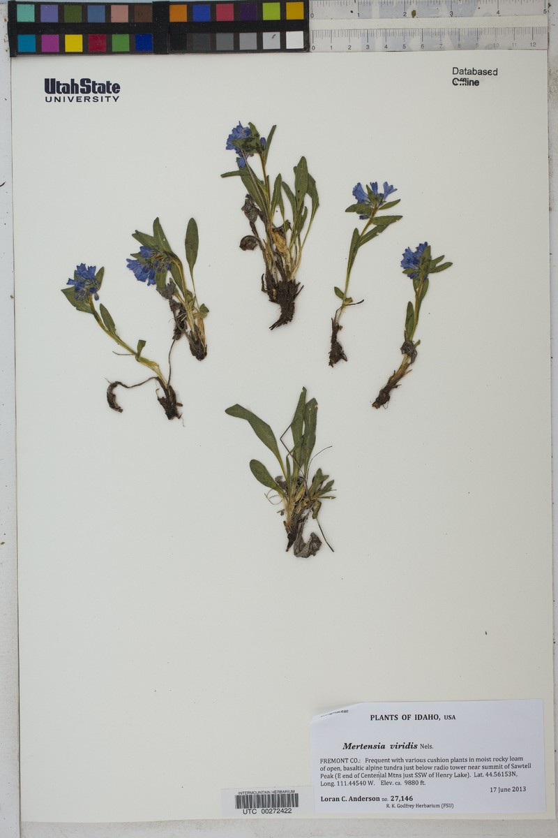 Mertensia viridis photo 3