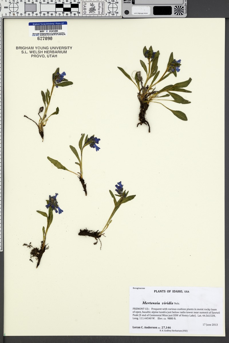 Mertensia viridis photo 4