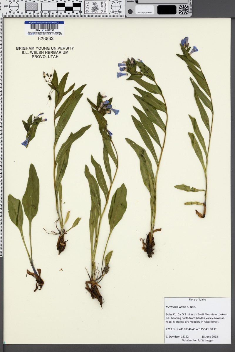 Mertensia viridis photo 5