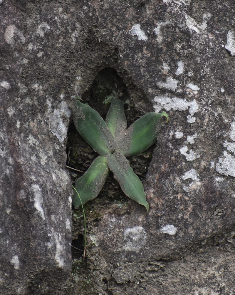 Merwilla plumbea subsp. kraussii