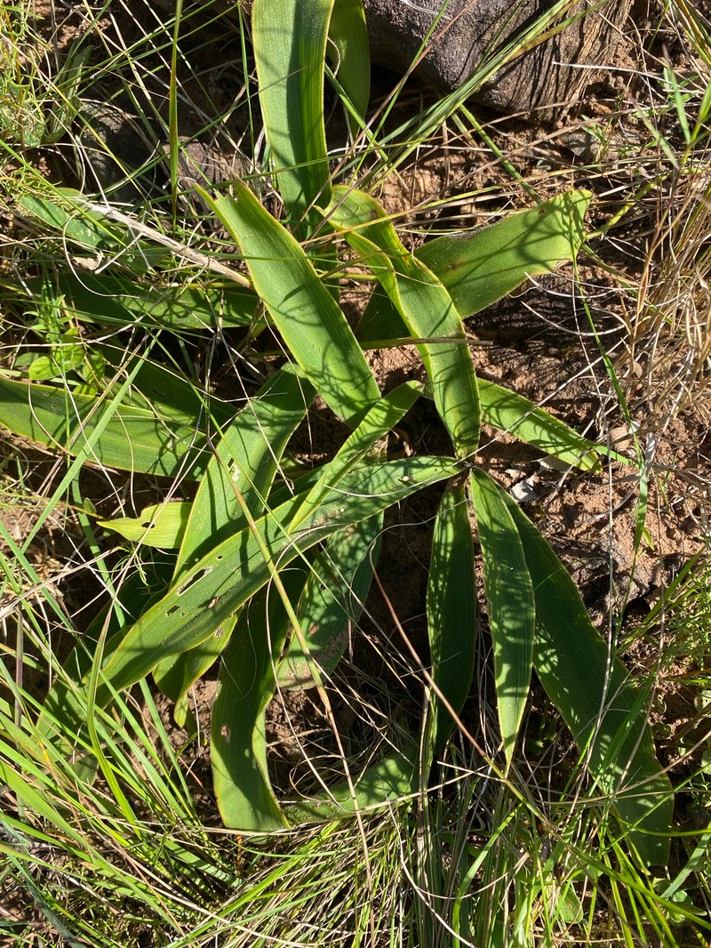 Merwilla plumbea subsp. kraussii photo 2