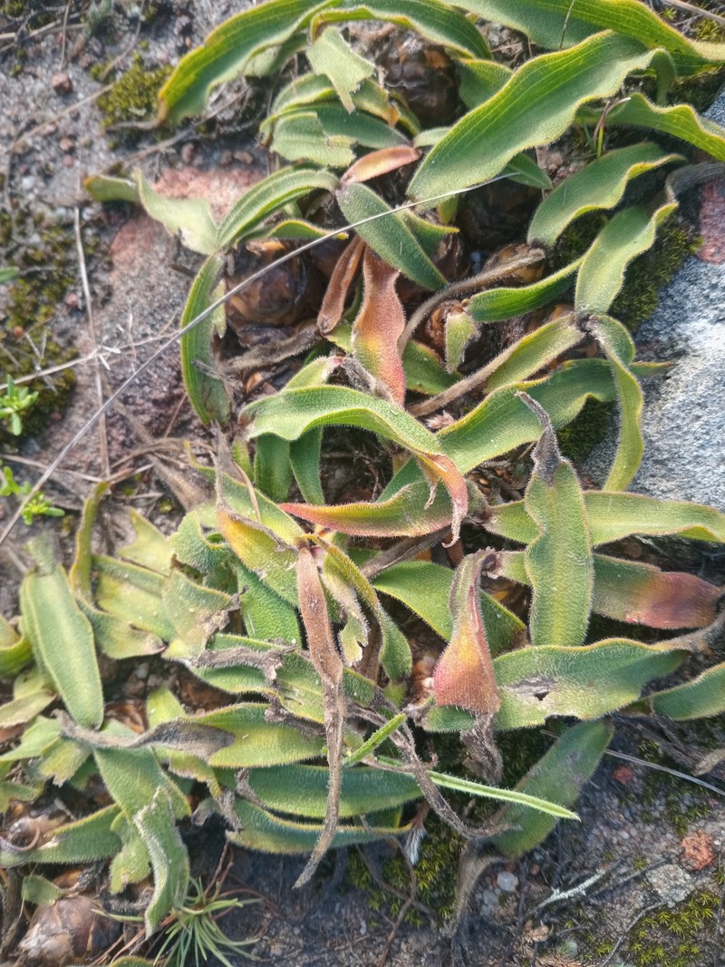 Merwilla plumbea subsp. kraussii photo 3